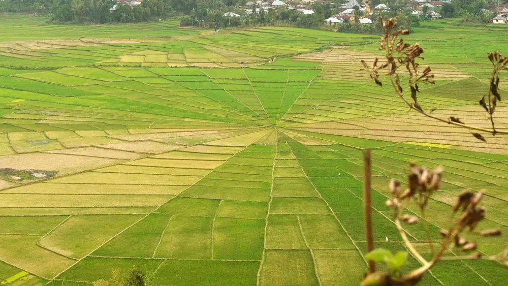 Spiderweb Riece field
