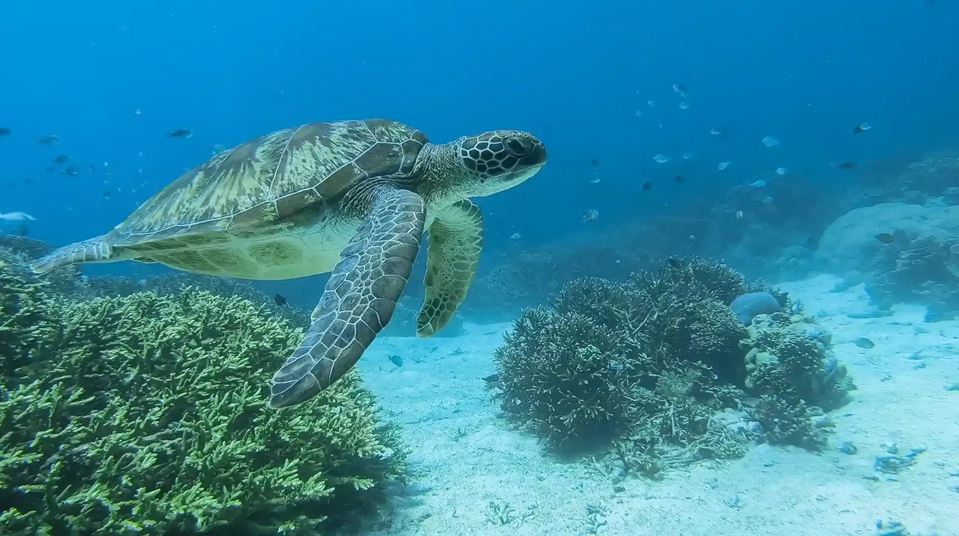 Turtle Bay/Siaba