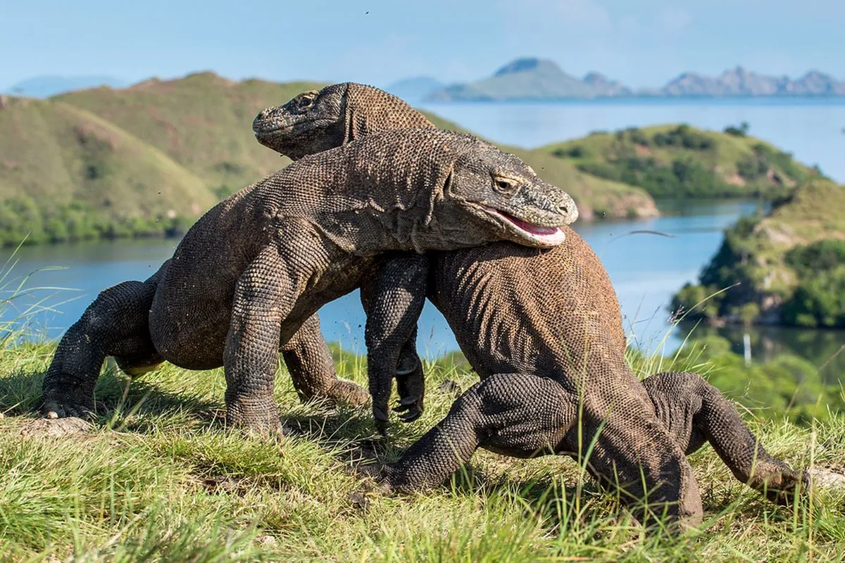 Komodo island